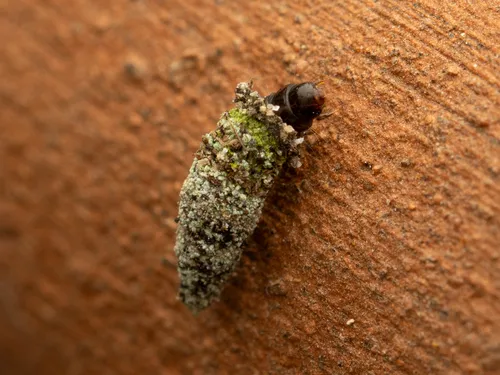 Narrow Lichen Case-bearer - photo 4