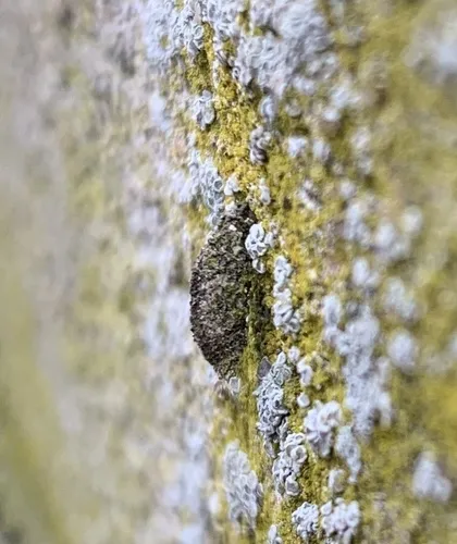 Narrow Lichen Case-bearer - photo 7