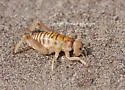 Giant Sand-treader Cricket