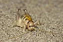 Giant Sand-treader Cricket - photo 2