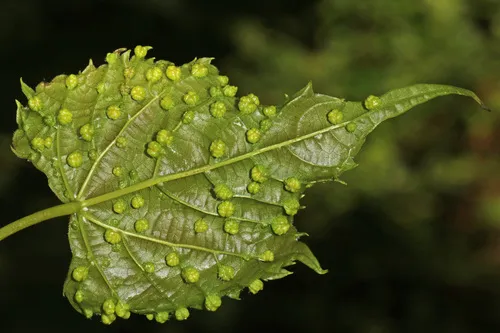 Grape Phylloxera