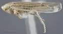 Dalbulus elimatus