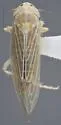 Dalbulus elimatus - photo 2