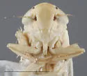 Dalbulus elimatus - photo 3