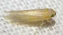 Corn Leafhopper