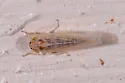 Corn Leafhopper - photo 2