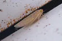 Corn Leafhopper - photo 3