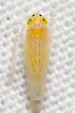 Corn Leafhopper - photo 4