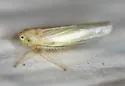 Corn Leafhopper - photo 5