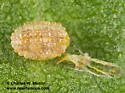 Dalcerides ingenita - Hodges#4702 - Dalcerides ingenita