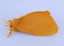 Dalcerides ingenita - Hodges#4702 - photo 4