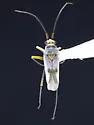 Daleapidea albescens