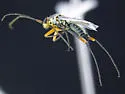 Daleapidea albescens - photo 2