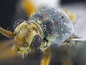 Daleapidea albescens - photo 4