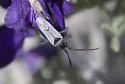 Daleapidea daleae - Daleapidea daleae