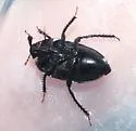 Dallasiellus californicus