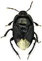 Dallasiellus californicus - photo 3