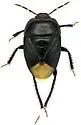 Dallasiellus californicus - photo 5