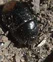 Dallasiellus discrepans