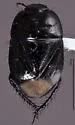 Dallasiellus discrepans - photo 2