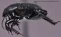 Dallasiellus discrepans - photo 3