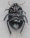 Dallasiellus discrepans - photo 5