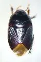 Dallasiellus lugubris