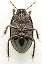Dallasiellus lugubris - photo 3