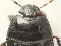 Dallasiellus lugubris - photo 4