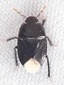 Dallasiellus lugubris - photo 5