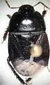 Dallasiellus puncticoria