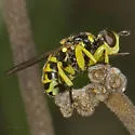 Dalmannia blaisdelli
