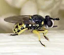 Dalmannia blaisdelli - photo 2