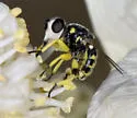 Dalmannia blaisdelli - photo 3