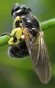 Dalmannia nigriceps