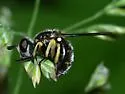 Dalmannia nigriceps - photo 2