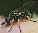 Dalmannia nigriceps - photo 3