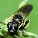 Dalmannia nigriceps - photo 4