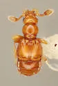 Dalmosanus quercavus