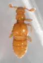 Dalmosanus steevesi - Dalmosanus steevesi