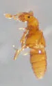 Dalmosanus steevesi - photo 2