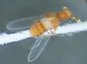 Dalmosanus steevesi - photo 3