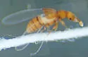 Dalmosanus steevesi - photo 4