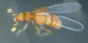 Dalmosanus steevesi - photo 5