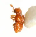 Dalmosella tenuis - Dalmosella tenuis