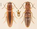 Dalopius agnellus