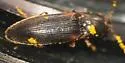 Dalopius cognatus-group