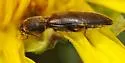 Dalopius cognatus-group - photo 2