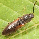 Dalopius cognatus-group - photo 3