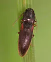 Dalopius cognatus-group - photo 4